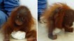 Dieses Orang-Utan-Baby ist ohne Mutter aufgewachsen... und fühlt sich so allein, dass es sich selbst umarmt