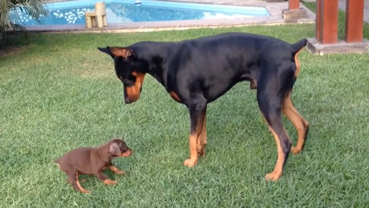 Ein Welpe fordert einen Doberman heraus und behält sogar die Oberhand