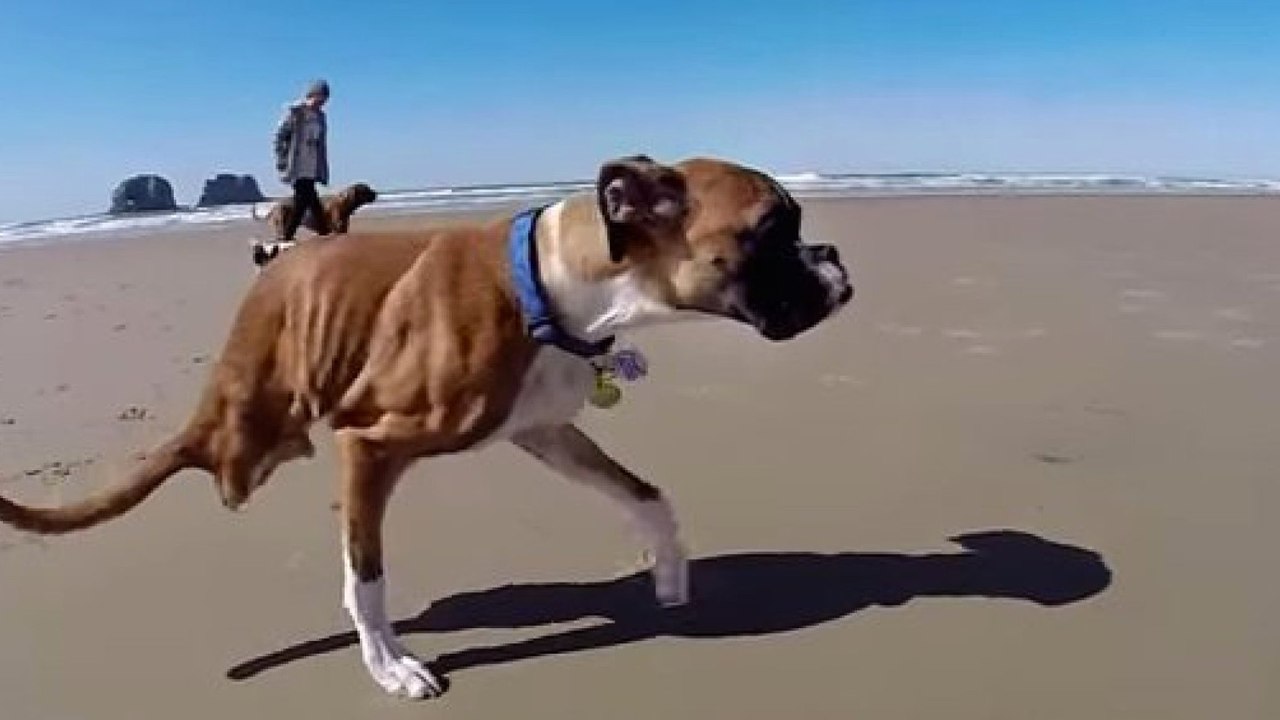 Duncun Lou Who: Ein glücklicher Boxer... aber ohne Hinterbeine