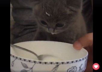 Dieses Kätzchen hat eine lustige Art, seine Milch zu trinken