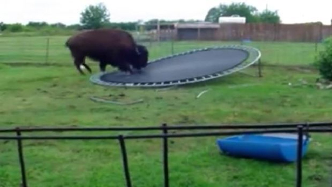 Wer hat schon einmal einen Büffel auf einem Trampolin gesehen?