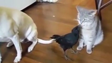 Dieser Rabe versteht es, sich bei Katzen beliebt zu machen