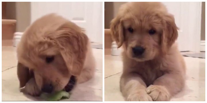 Dieser niedliche Golden Retriever Welpe spielt lieber mit seinem Gemüse, als dass er es frisst