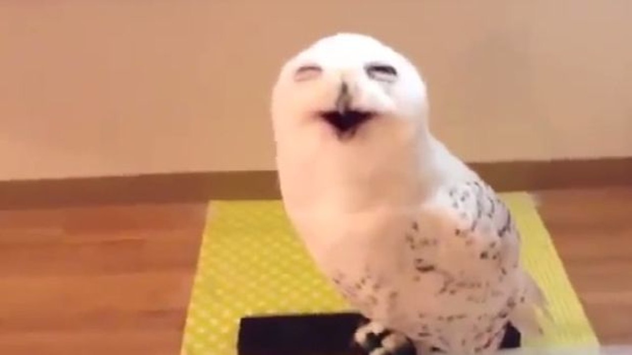 Eine Eule mit einem ansteckenden Lachen!