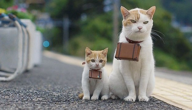 Was Katzen so alles machen, wenn ihre Menschen nicht zu Hause sind