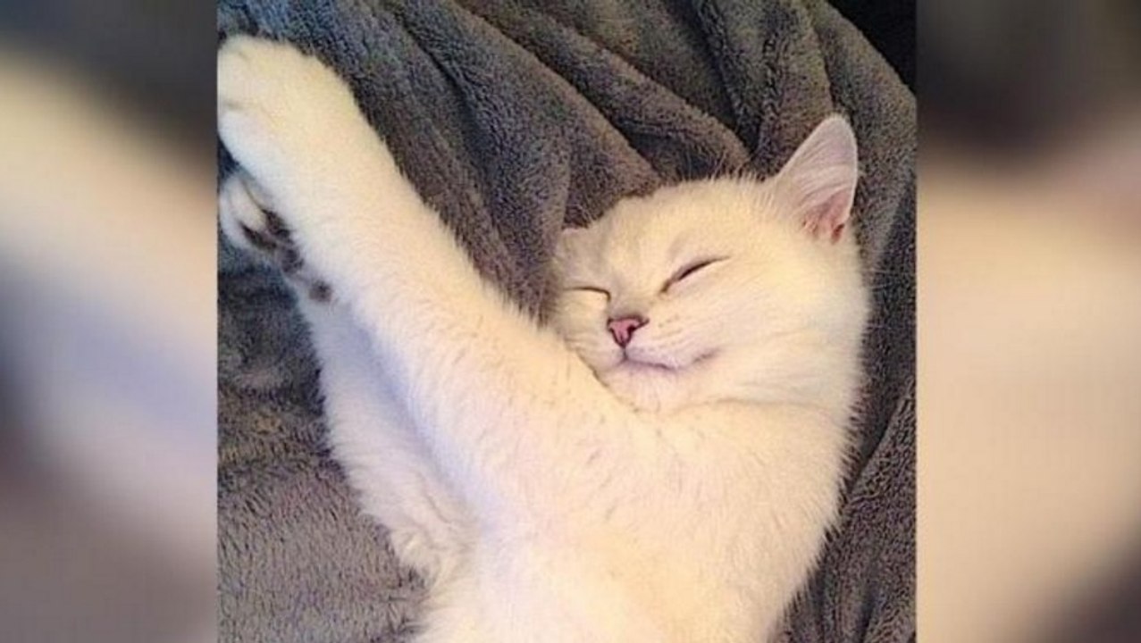Kennt Ihr schon Coby? Coby hat ein Instagram-Account und gilt als die schönste Katze der Welt!