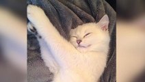 Kennt Ihr schon Coby? Coby hat ein Instagram-Account und gilt als die schönste Katze der Welt!