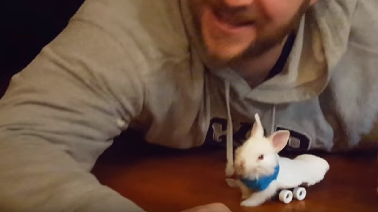 Ein Mann schenkt einem behinderten Kaninchen kleine Räder
