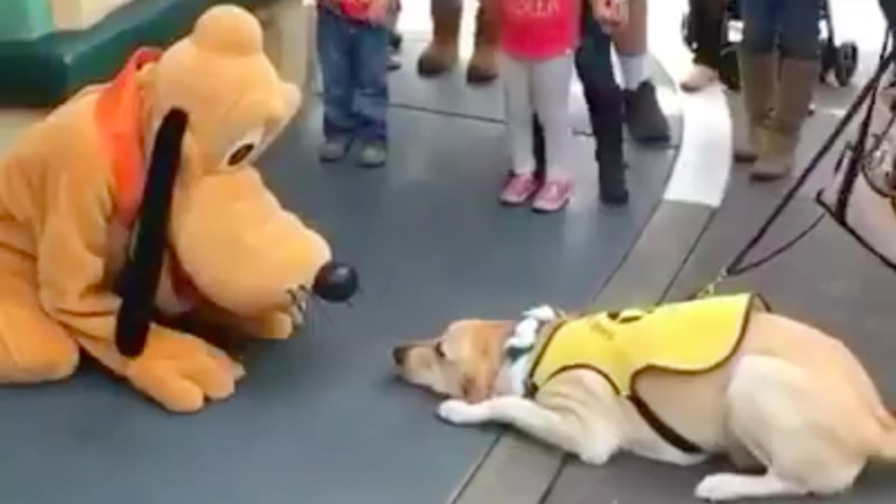 Hund dreht durch, als er im Disneyland Pluto entdeckt