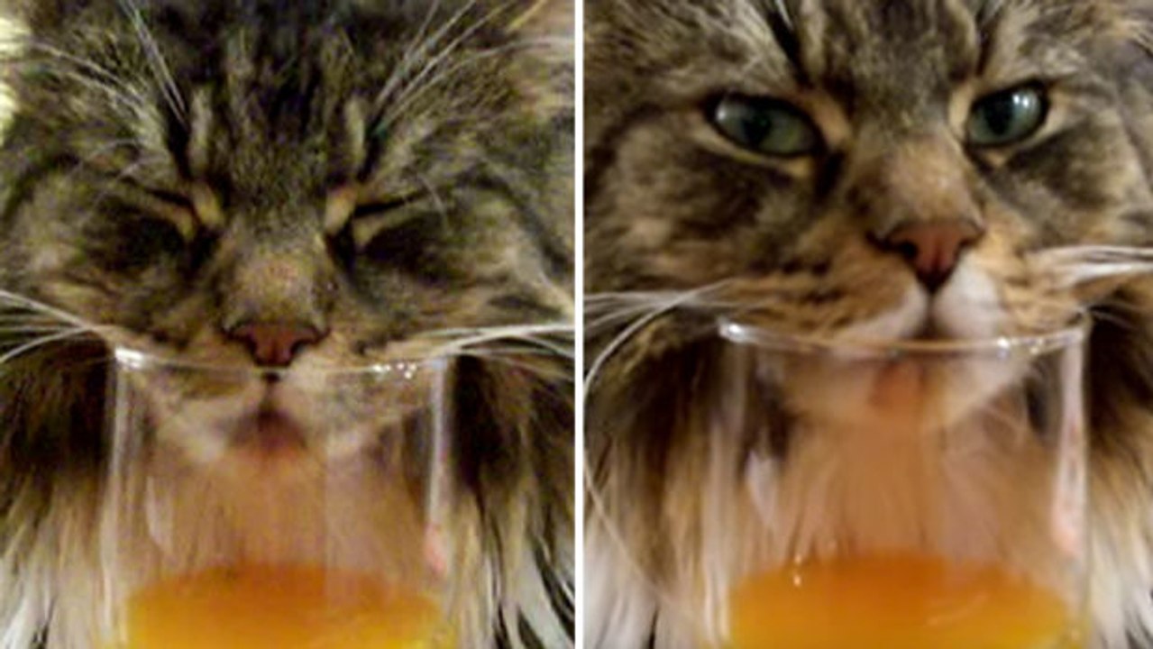 Diese Katze ist über einem Glas Orangensaft eingeschlafen und schnarcht friedlich vor sich hin