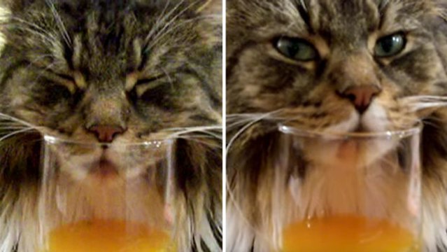 Diese Katze ist über einem Glas Orangensaft eingeschlafen und schnarcht friedlich vor sich hin