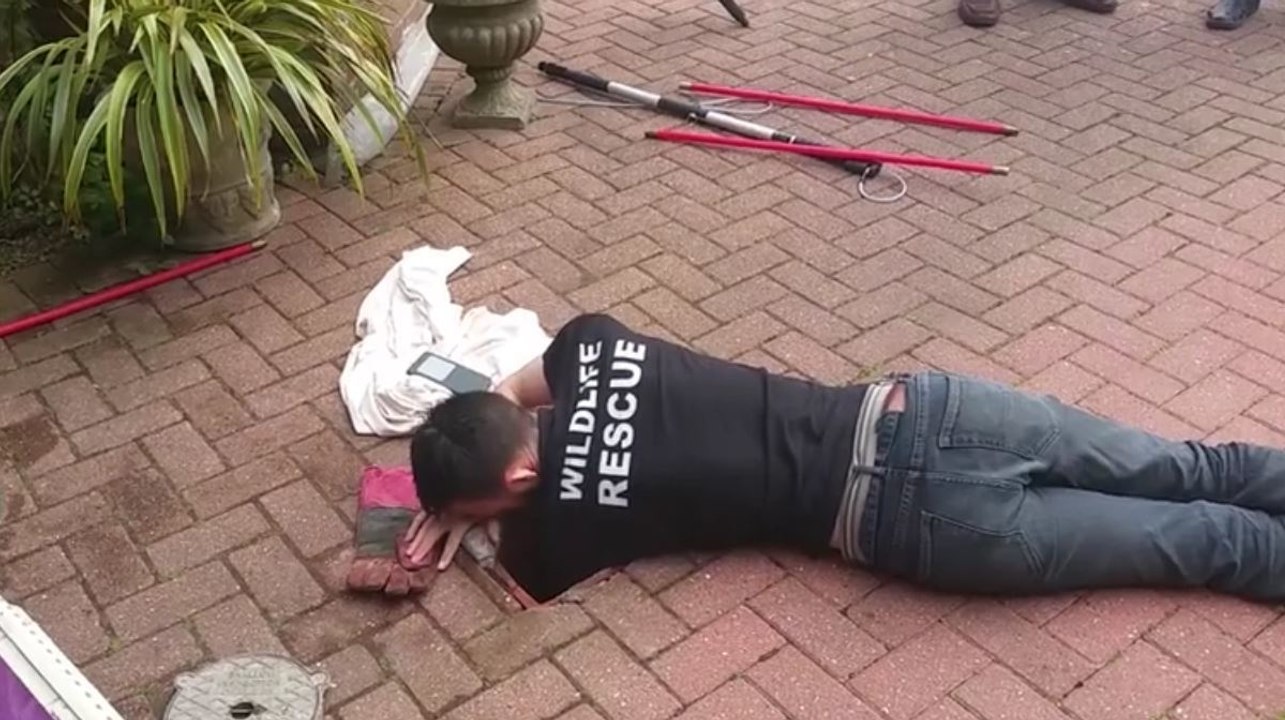 Als diese Männer ein Winseln hörten, entdeckten sie einen kleinen Fuchs im Abflussloch...