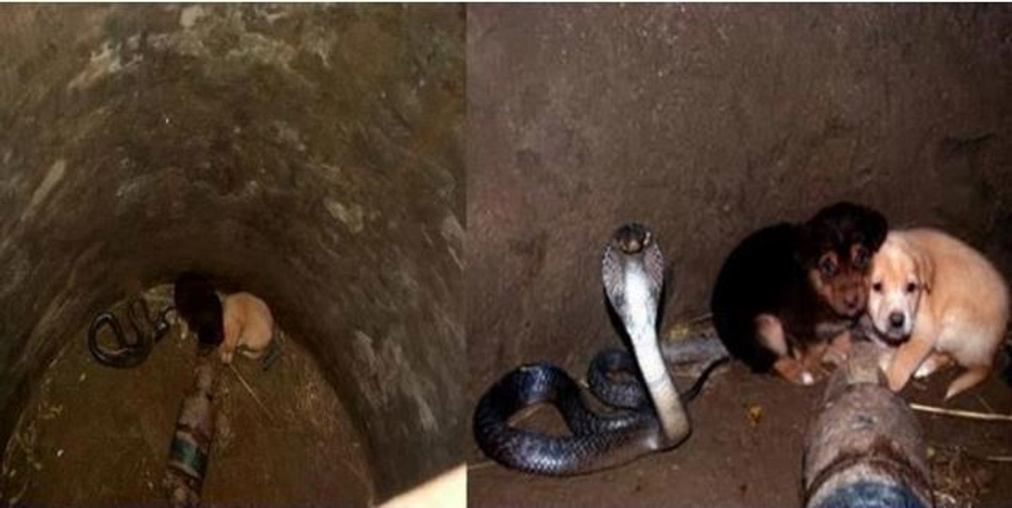 Diese beiden Welpen verbrachten 48 Stunden in einem Brunnenschacht... mit einer Kobra, die sie zu beschützen schien