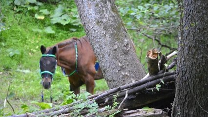 Zwei Wochen suchte sie erfolglos nach ihrem Pferd, dann erhielt sie einen Anruf