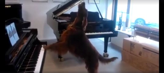 Dieser Hund hat ein unglaubliches Talent... Aber seht selbst!