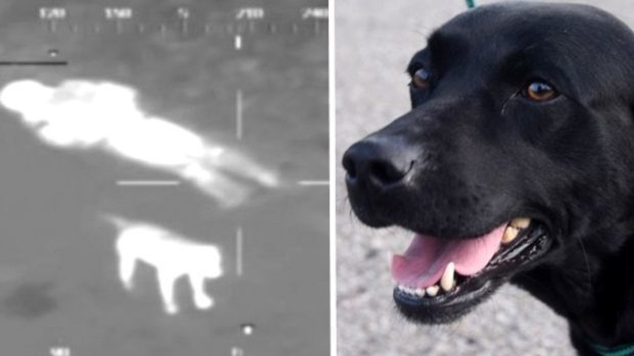 Dieser Hund harrte 7 Stunden bei seinem im Sumpf steckenden Besitzer aus, bis er gefunden wurde