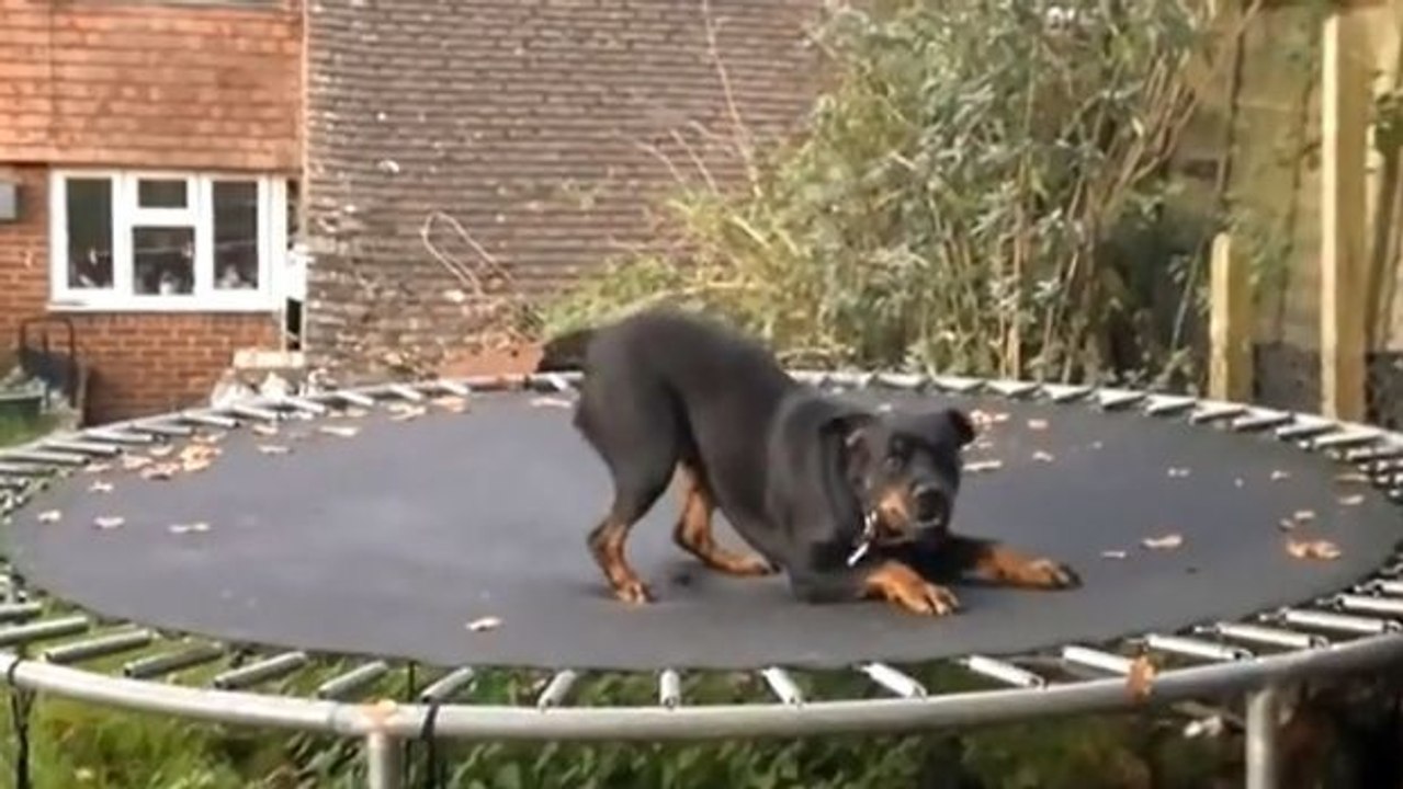 Dieser hund entdeckt ein trampolin im garten. dann beginnt er zu springen!