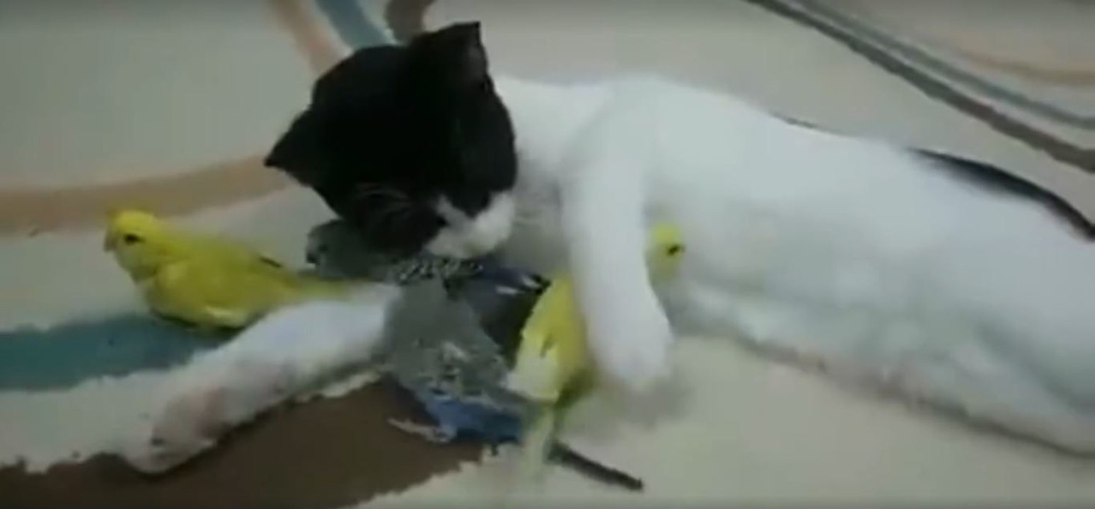 Der Beweis, dass ein Vogel der beste Freund einer Katze sein kann