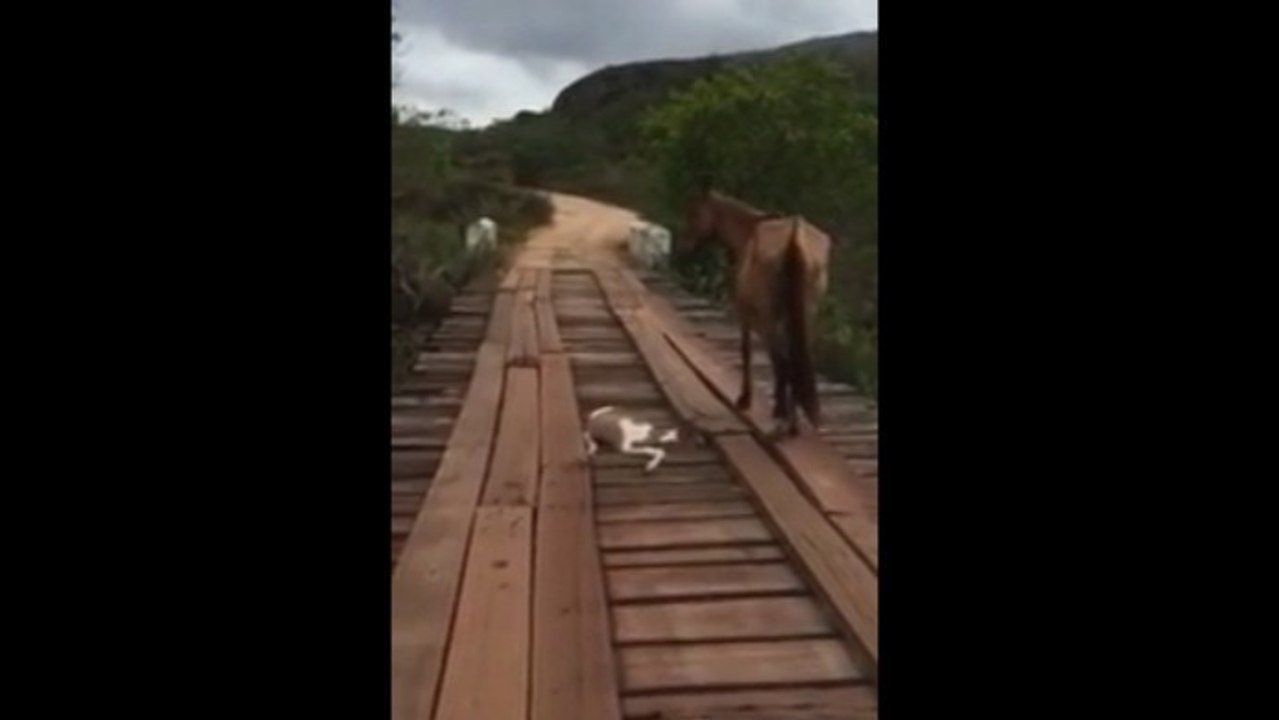 Ein Mann sieht ein bewegungsloses Pferd, das zu Boden blickt. Er schreitet sofort zur Tat