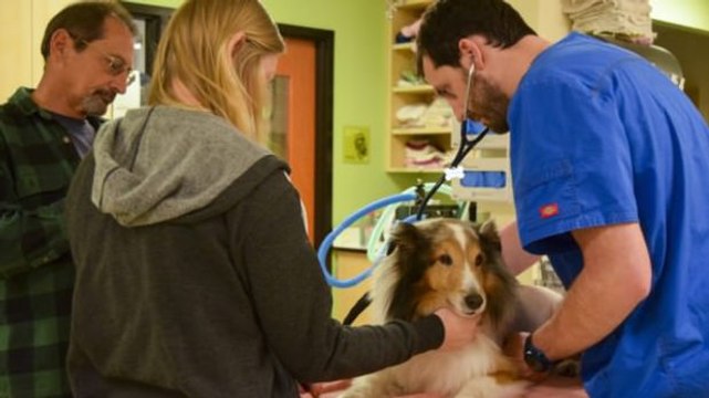 Ihr Hund sollte eingeschläfert werden, weil er gelähmt war. Doch dann machten sie eine Entdeckung...