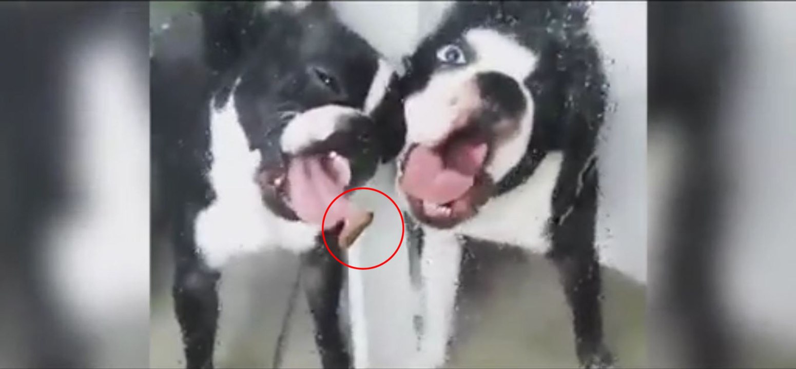 Zwei junge Bulldoggen entdecken etwas auf der Scheibe... Ihre Reaktion ist zum Totlachen!