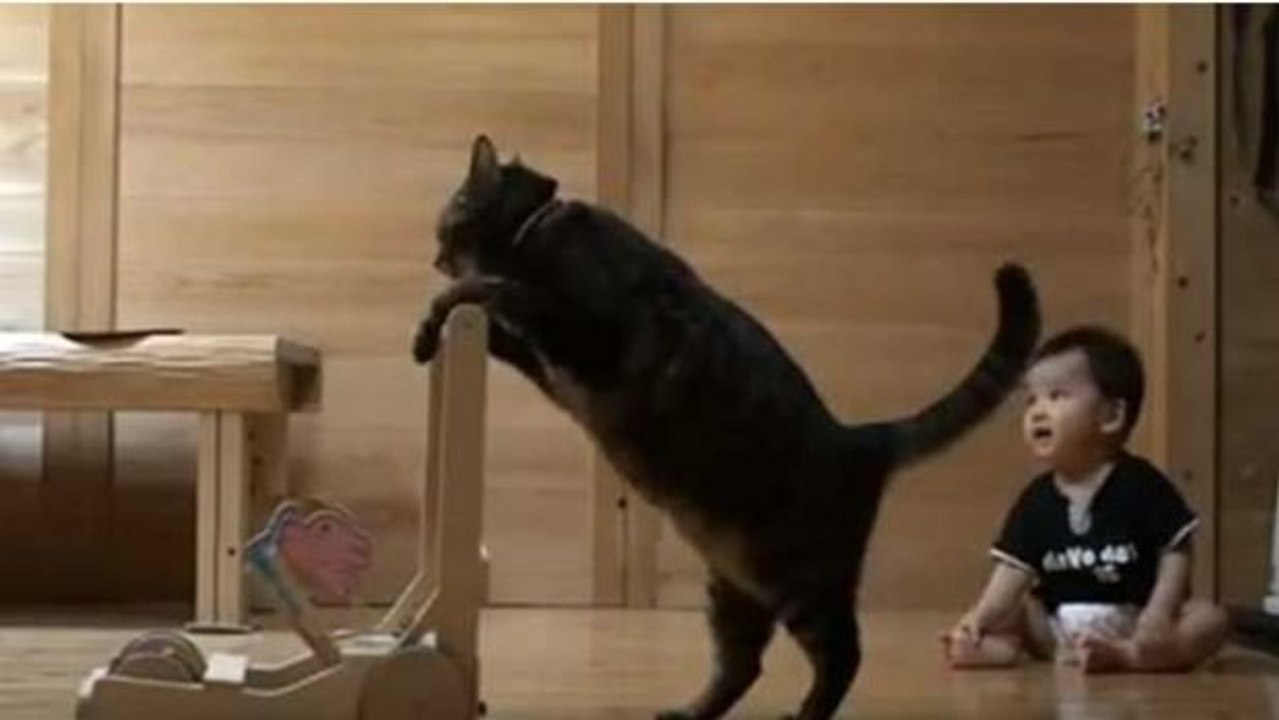 Katze läuft auf den Hinterpfoten. Was das Kind dann macht, ist atemberaubend