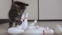 Dieses entzückende Kätzchen entdeckt seine Leidenschaft für Bowling!