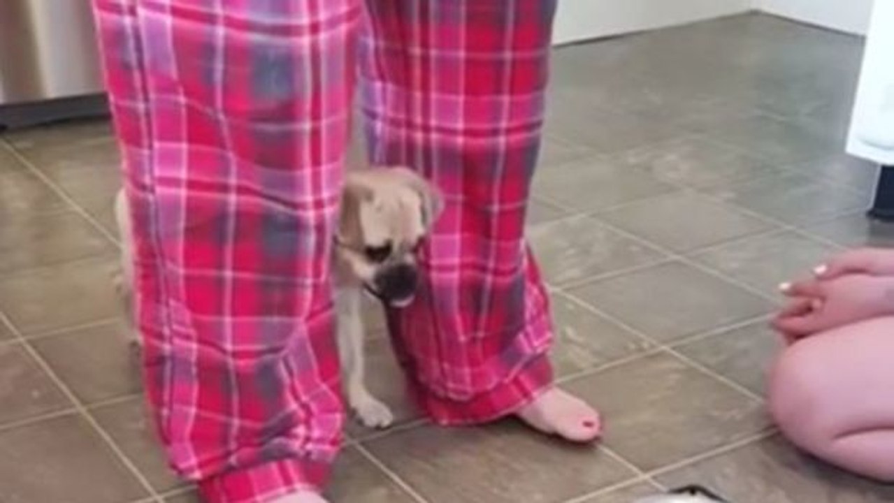 Dieser süße kleine Hund hat Angst... vor seinem Fressnapf!