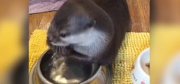 Habt ihr schon einmal einen kleinen Otter fressen gesehen? Es ist ein echt komischer Anblick!
