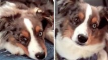 Dieser Hund schläft auf dem Rücksitz eines Autos, aber seine Reaktion, als er sein Lieblingslied hört, machte im Netz die Runde