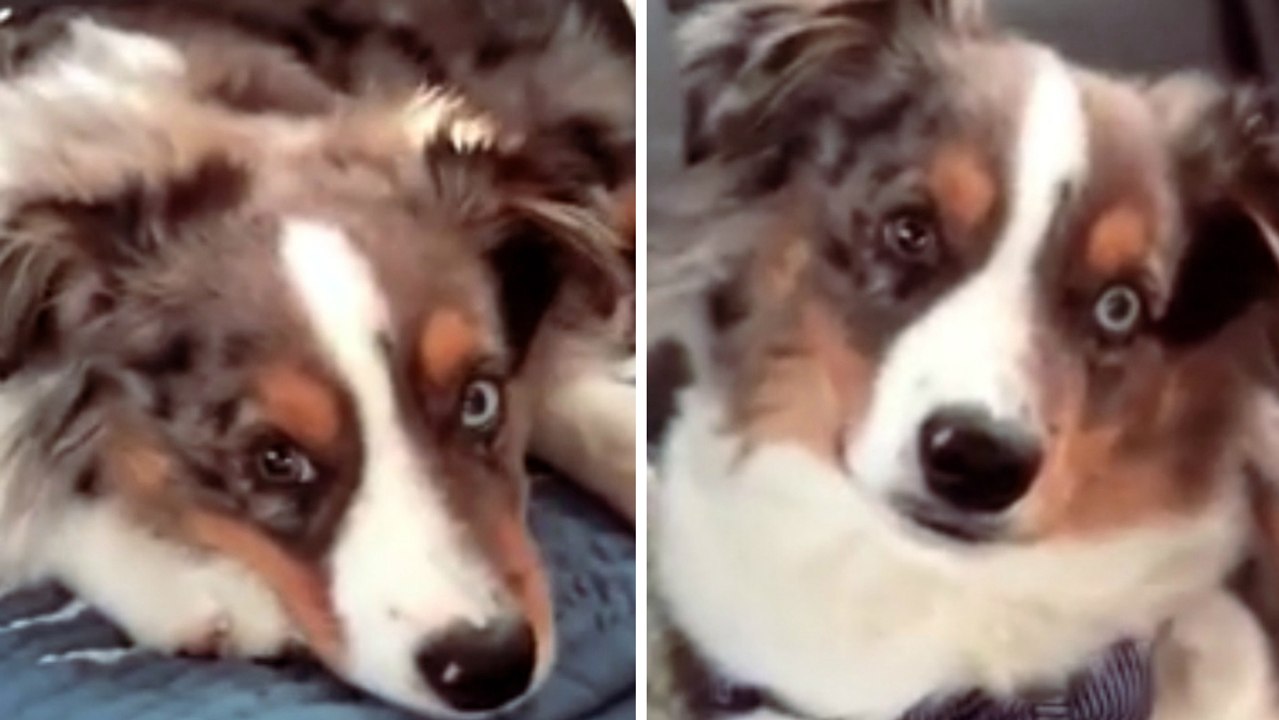 Dieser Hund schläft auf dem Rücksitz eines Autos, aber seine Reaktion, als er sein Lieblingslied hört, machte im Netz die Runde
