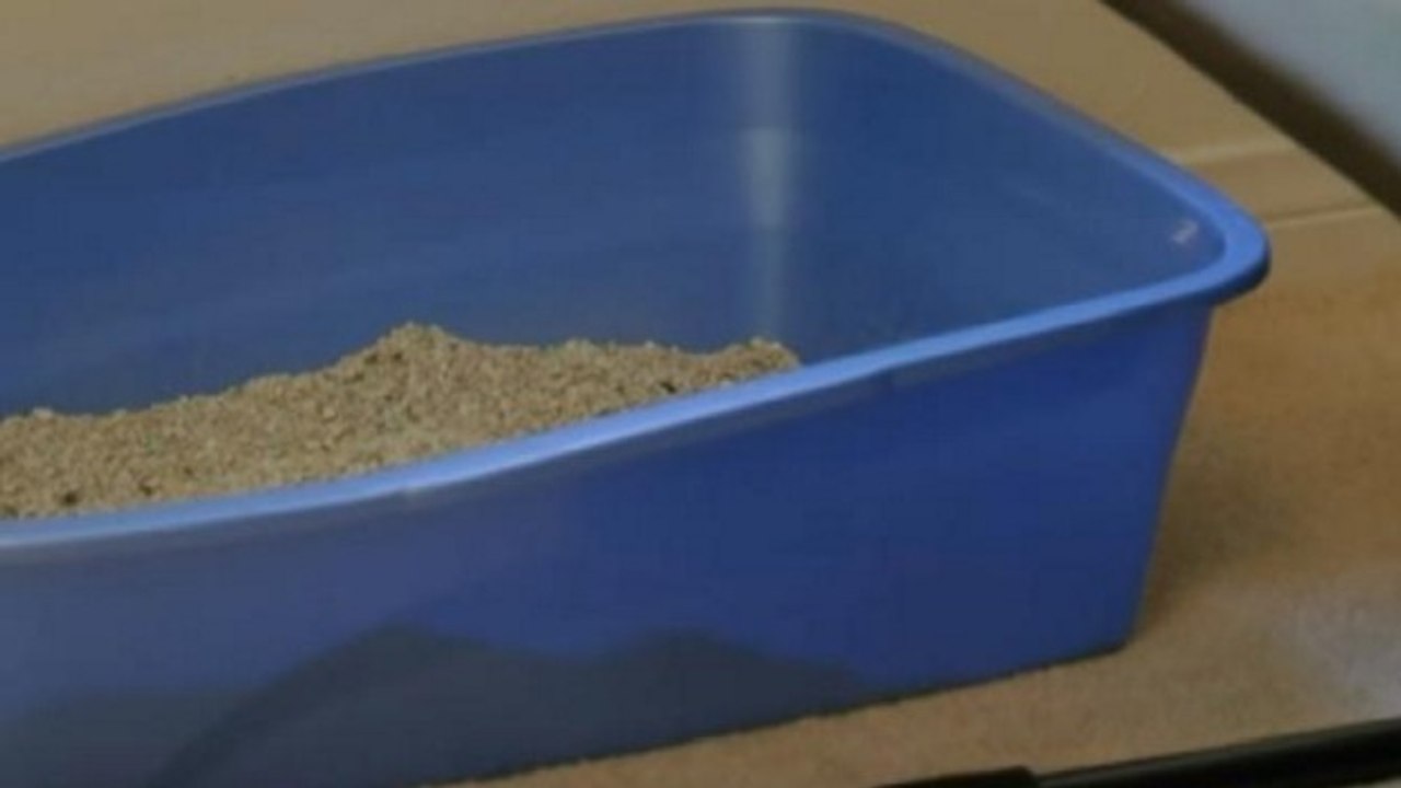 Eine gute Idee für alle Katzenbesitzer: ein dekoratives Katzenklo