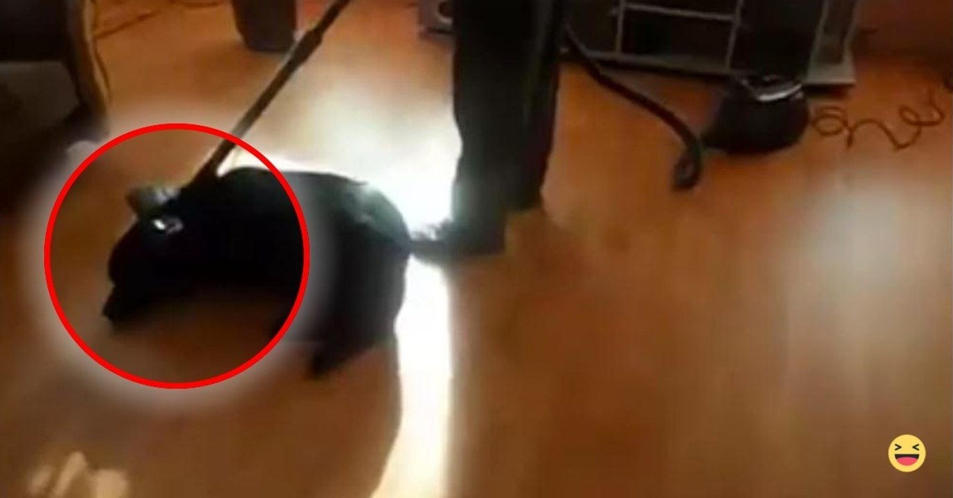Darum sollte man nicht staubsaugen, wenn der hund in der nähe ist