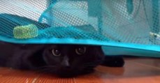 Besitzer filmt die geniale Reaktion seiner Katze auf einen Wäschekorb