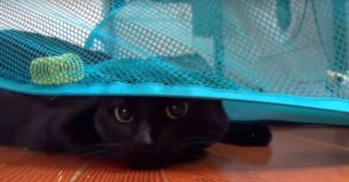 Besitzer filmt die geniale Reaktion seiner Katze auf einen Wäschekorb