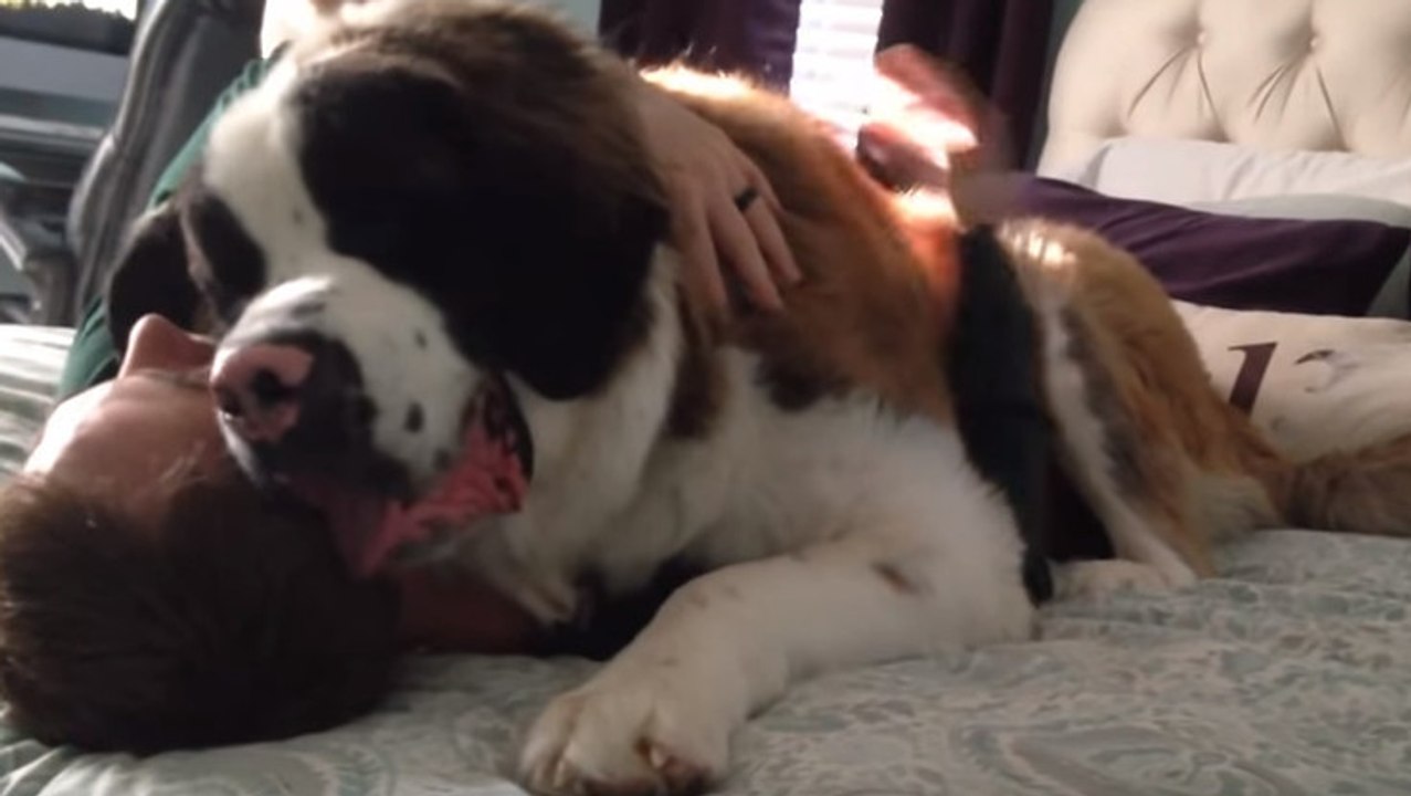 Dieser imposante Bernhardiner hat nur eines im Sinn: Streicheleinheiten!