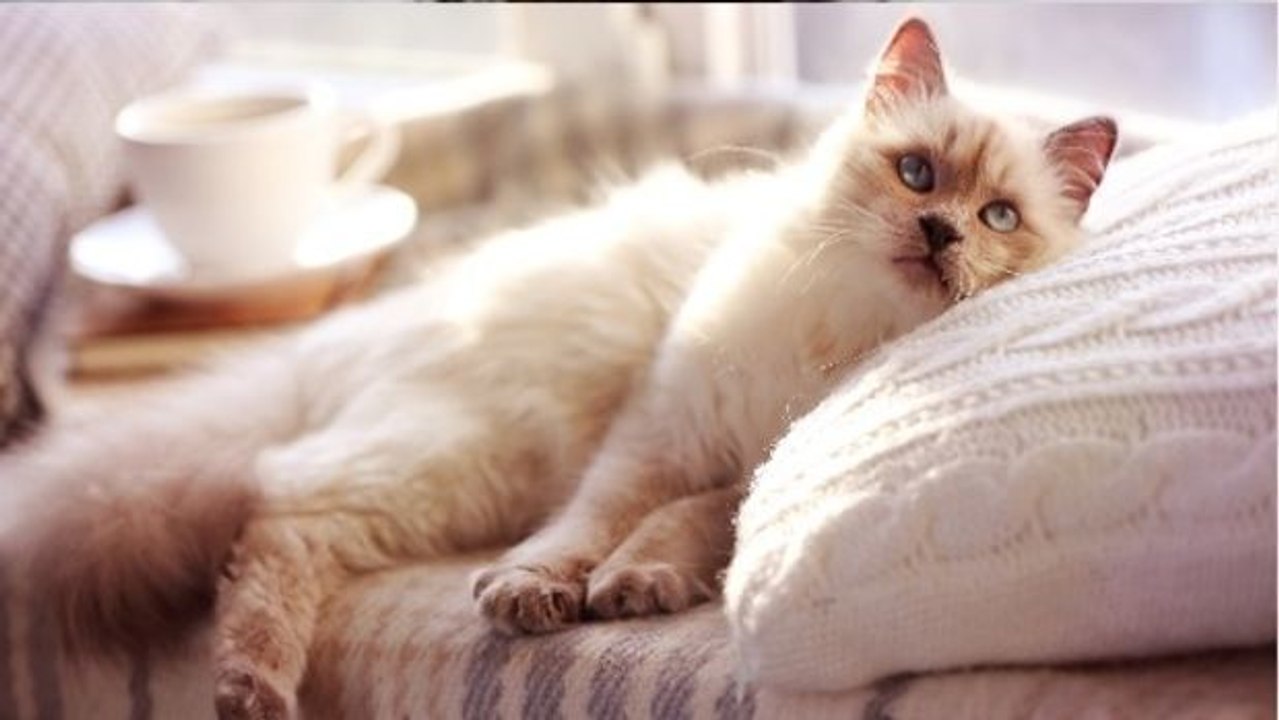 6 Dinge, die du tun kannst, um deine Katze glücklich zu machen