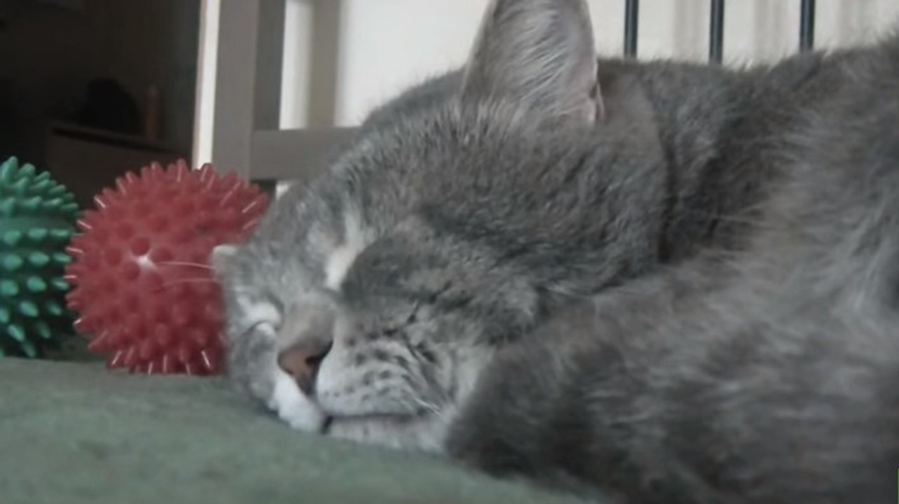 Wenn ihr Herrchen hustet, reagiert diese Katze super witzig!