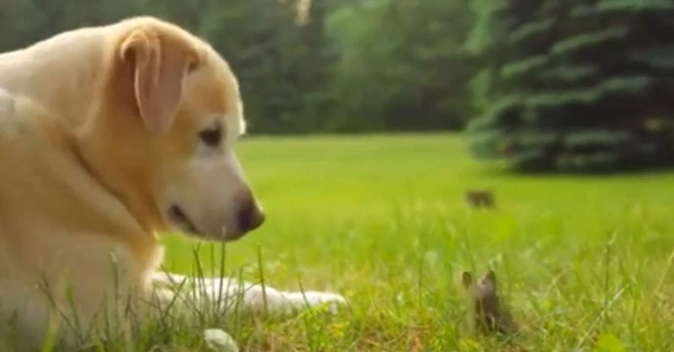 Ein Hund und ein winziges Kaninchen schließen Bekanntschaft und werden schnell beste Freunde