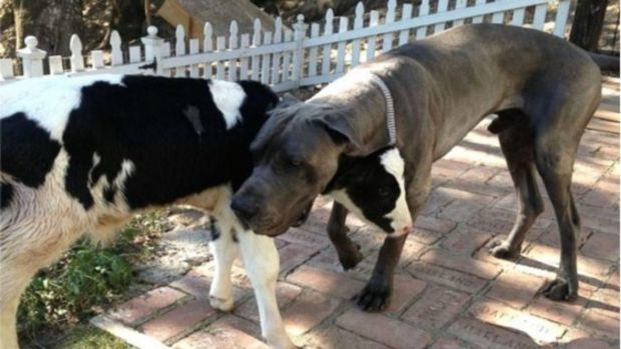 Dieses von einem Hund aufgezogene Kalb hält sich für eine Dogge