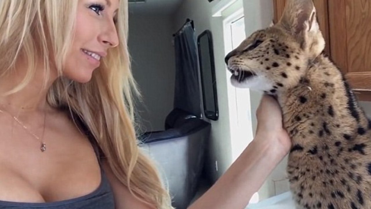 Ein Serval sagt Mama zu seinem Frauchen