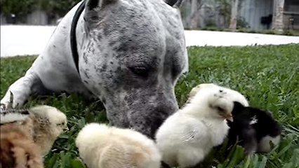 Dieser Pitbull kümmert sich ganz rührend um kleine Entenküken