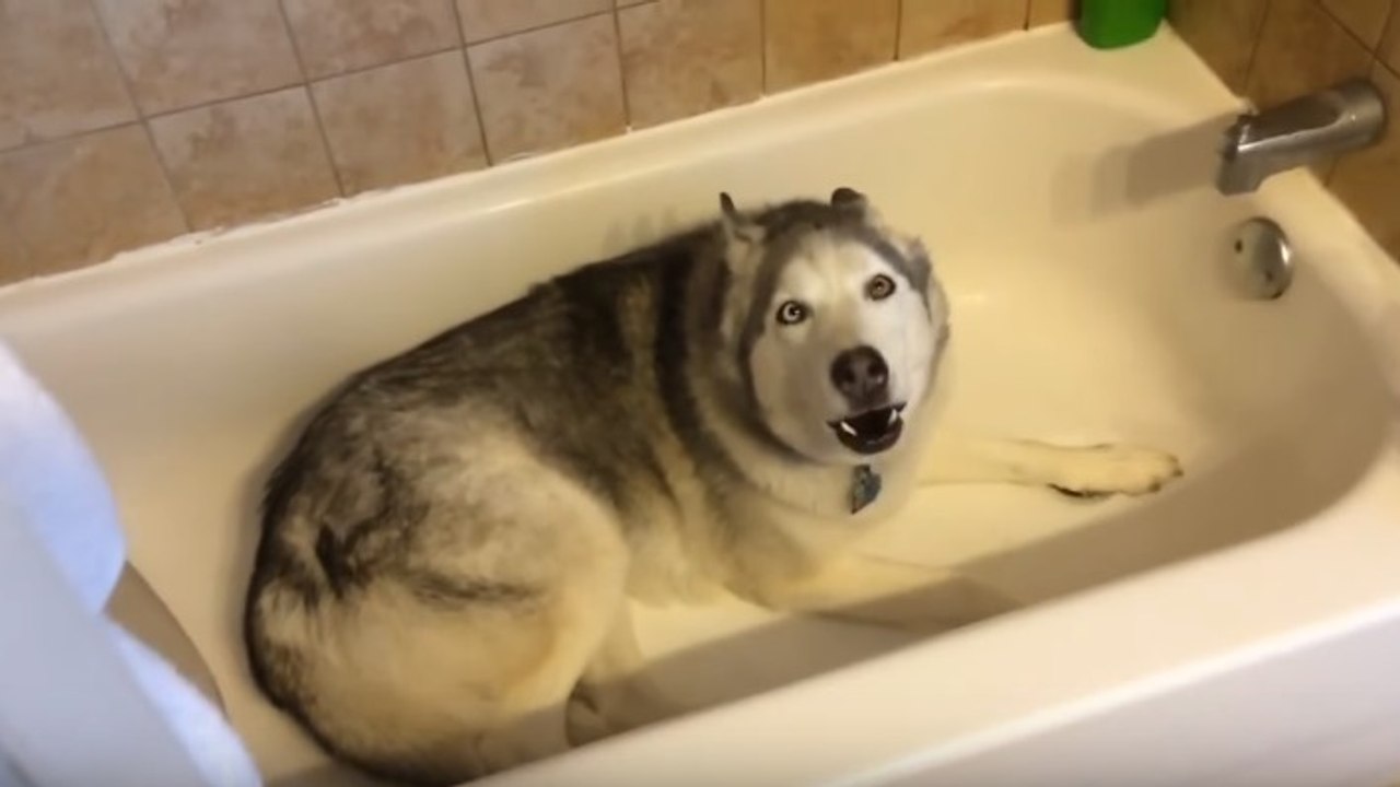Dieser Husky jault in einer Badewanne... Der Grund ist zum totlachen!