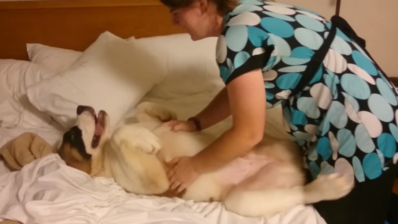 Dieser Berhardiner will nicht schlafen gehen... auf jeden Fall nicht in seinem Bettchen!