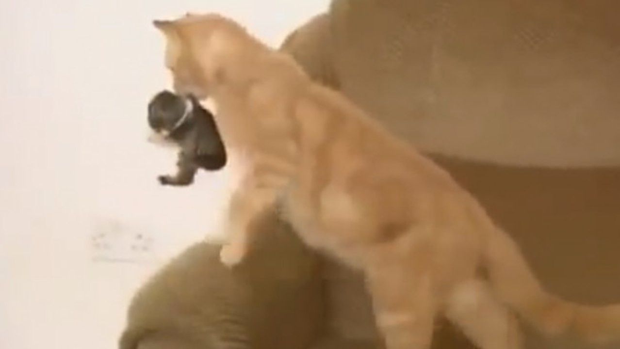 Eine Katze adoptiert ein verwaistes Kaninchenbaby