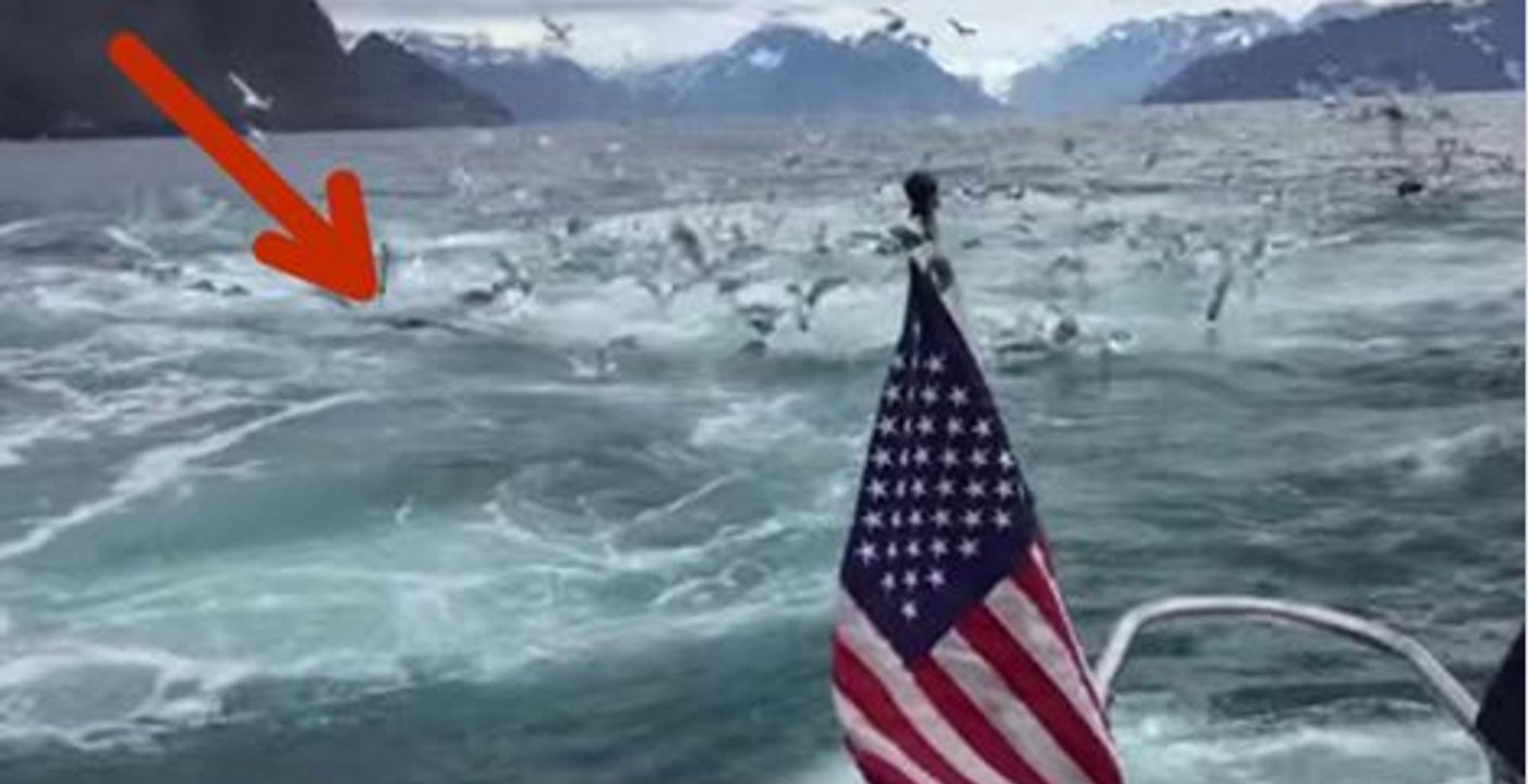 Brad rich filmte die ruhige oberfläche des ozeans, als plötzlich wale an die oberfläche kamen!