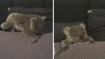Dieses süße Koala-Baby macht seine ersten Schritte