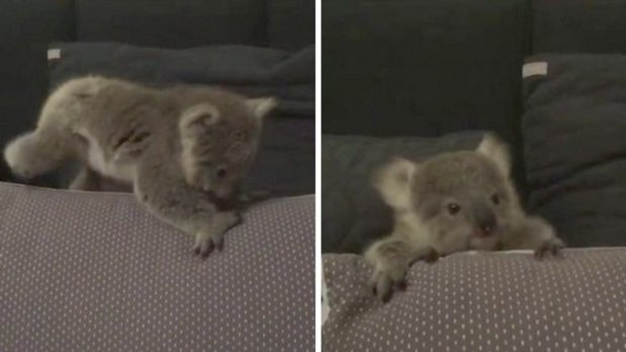 Dieses süße koala-baby macht seine ersten schritte