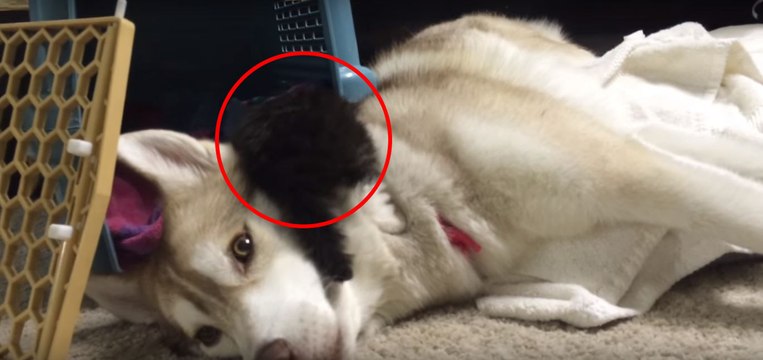 Das Kätzchen zittert vor Angst in seinem neuen Zuhause. Aber schaut euch an, was es beruhigt...