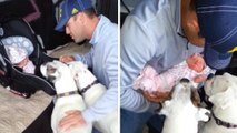 Er kommt mit seiner frisch geborenen Tochter von der Klinik nach Hause und stellt sie seinen Hunden vor... Ihre Reaktion? Einfach herzallerliebst!